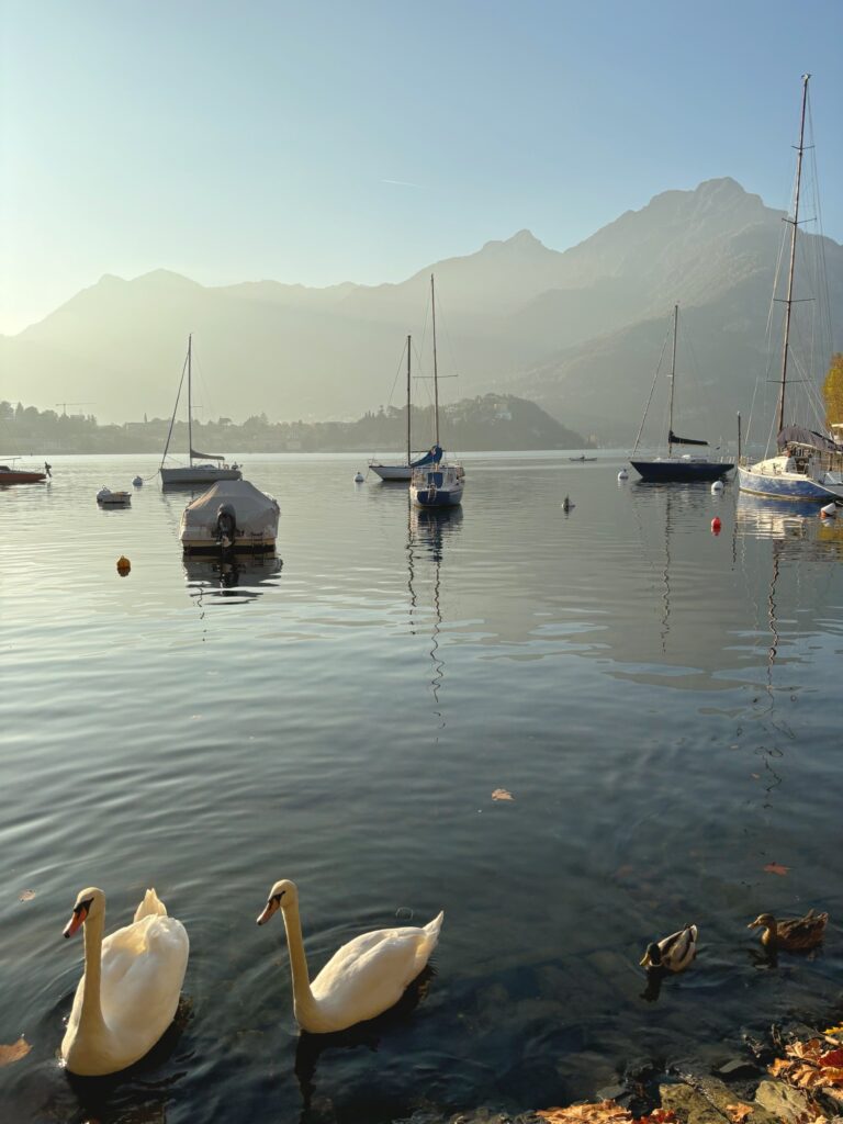 Two swans and ducks gliding on the still waters of Lake Como in Lecco, Italy, surrounded by moored sailboats and framed by misty mountain silhouettes.