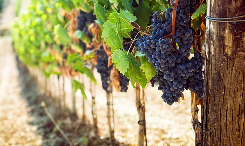 Wine Treasures of Italy